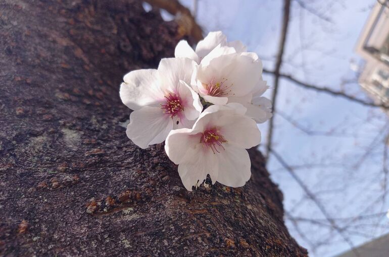 桜
